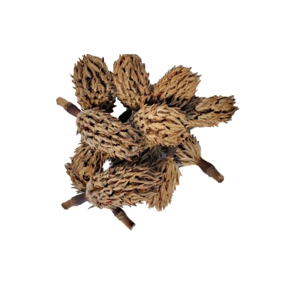 Magnolia Seed Pods, 12 Pack for Bioactive Enclosures, Terrariums,