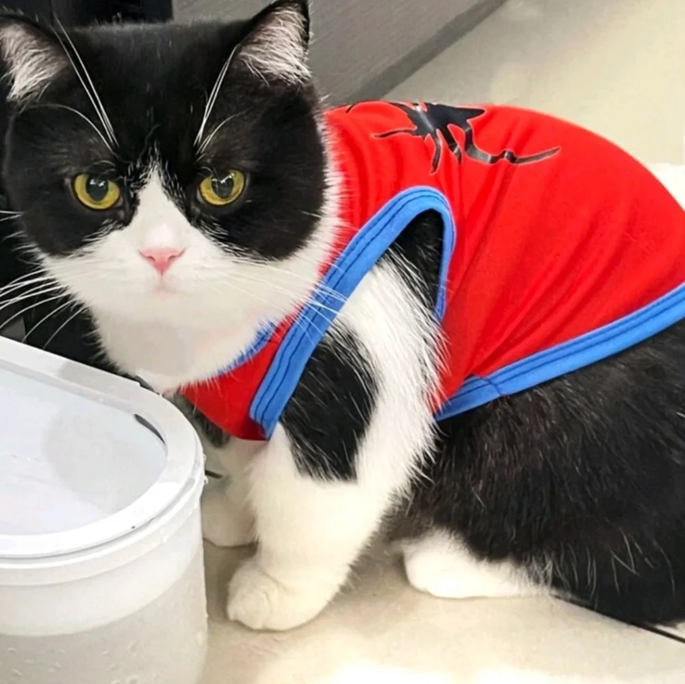 2 New Pet Batman/spiderman tee