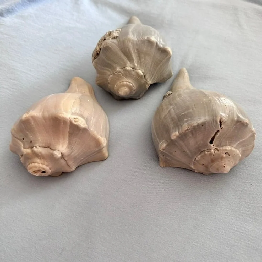 N/A shells each