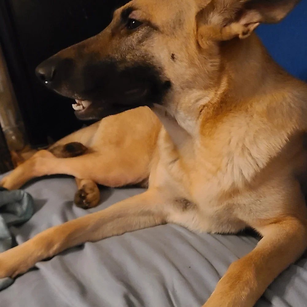 Just pictures of the dogs