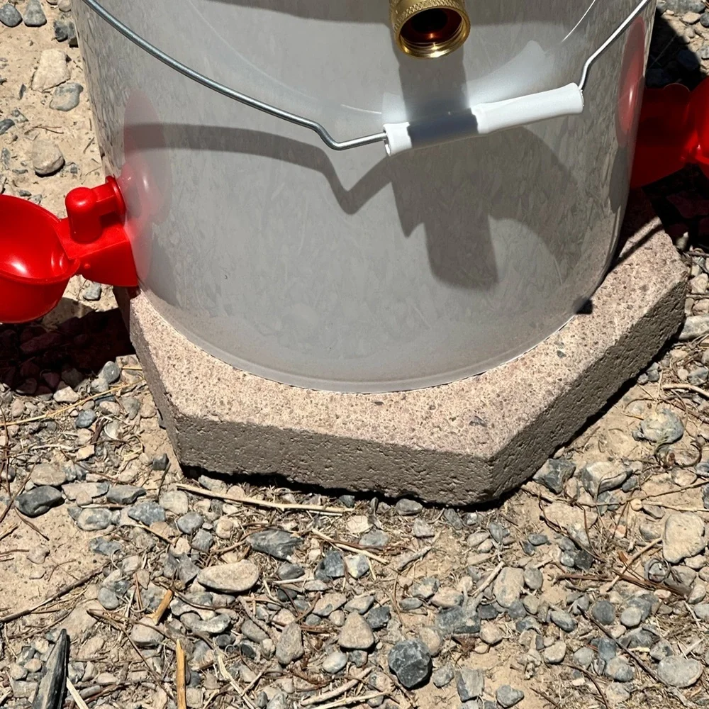 Water feeder this chicken