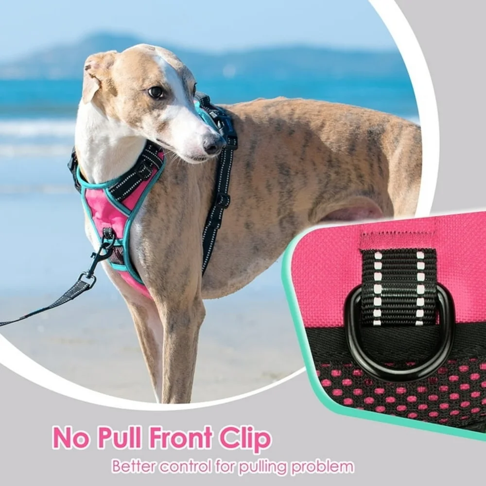 PhoePet 𝐂𝐨𝐧𝐝𝐢𝐭𝐢𝐨𝐧 nwot