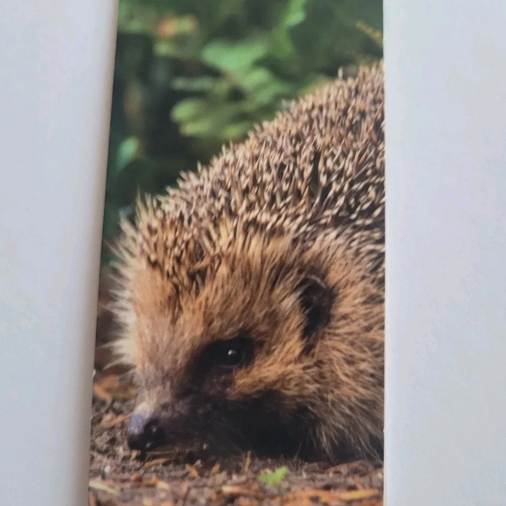 that company called if cardmarks hedgehog
