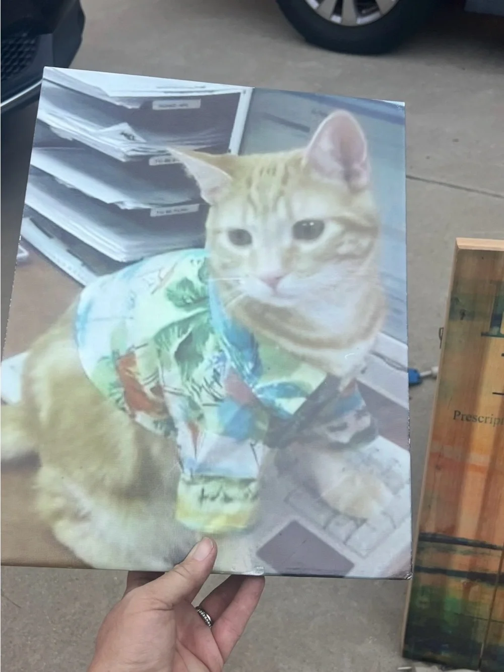 Cat in Hawaiian Shirt 8 by 10 photo on canvas sitting on a desk in a office.