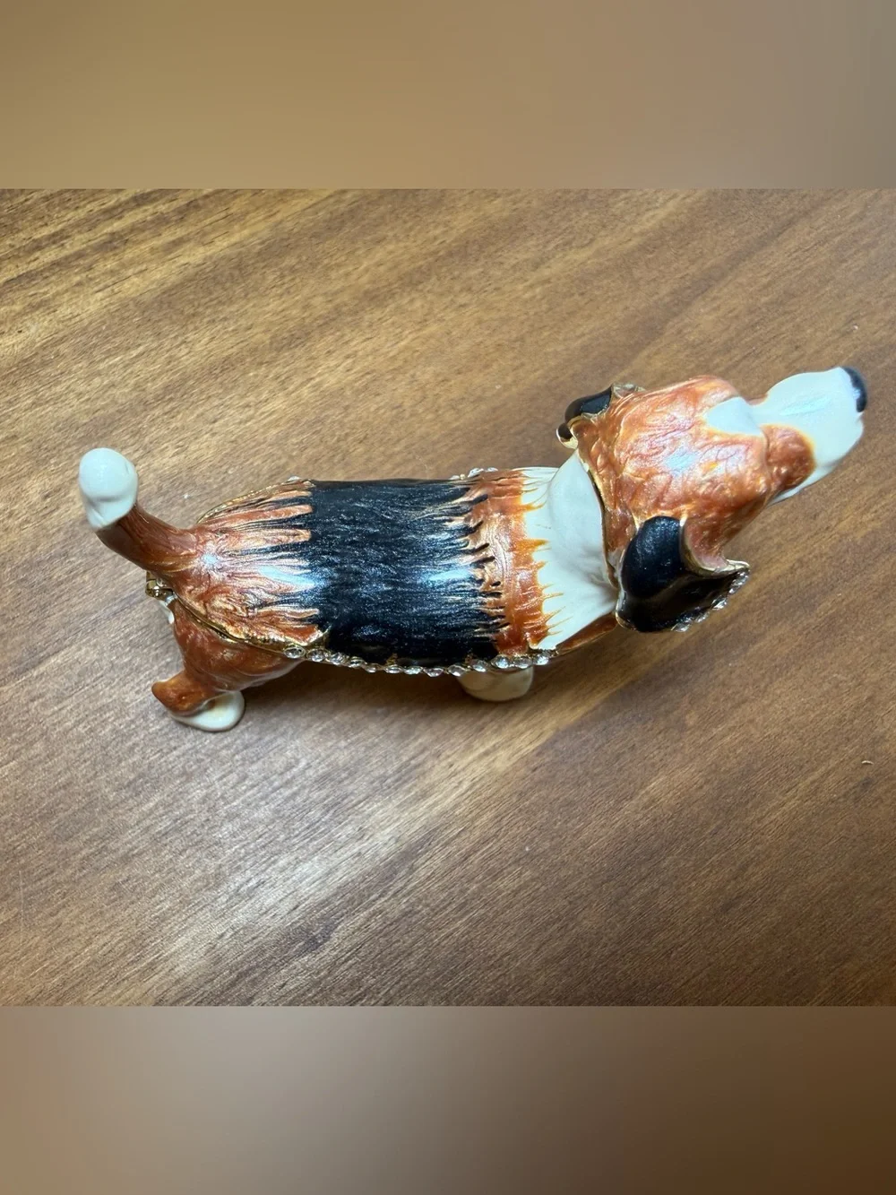 unknown charming basset
