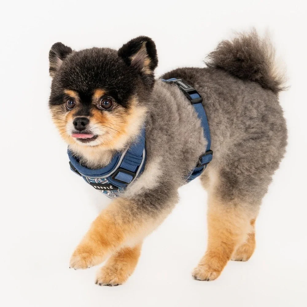 Puppia stylish comfortable