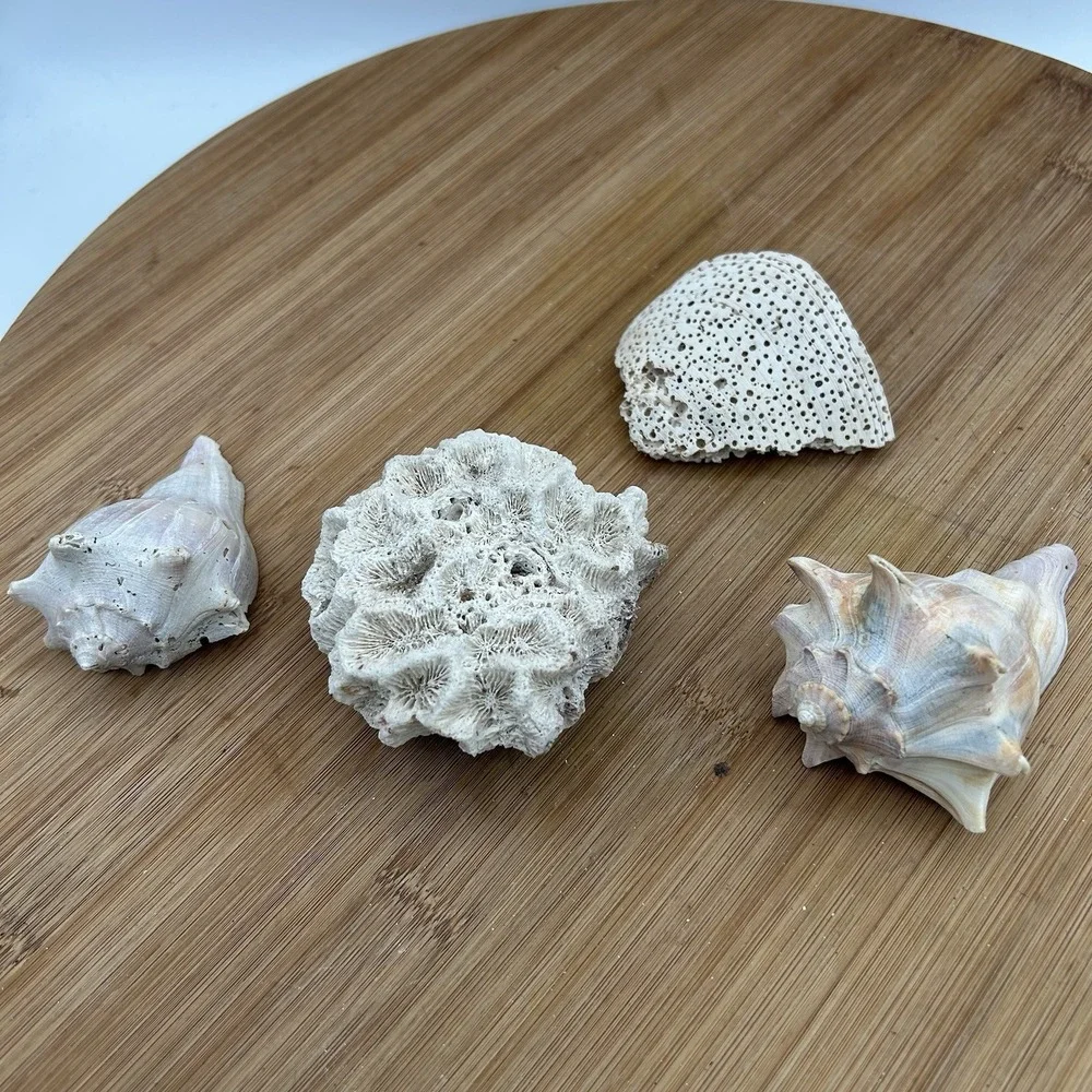 Dried‎ Natural CORAL Fossil Whelk Shell  Sea Stone Home Decor Aquarium Unique