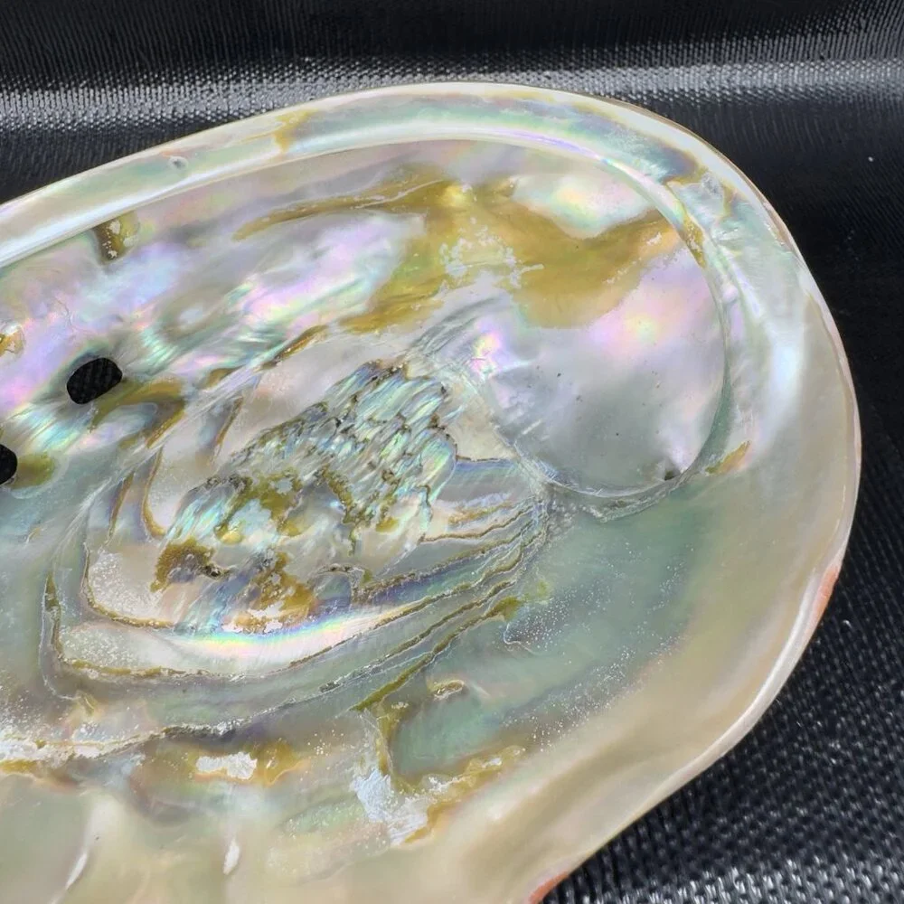 Abalone Shell natural abalone
