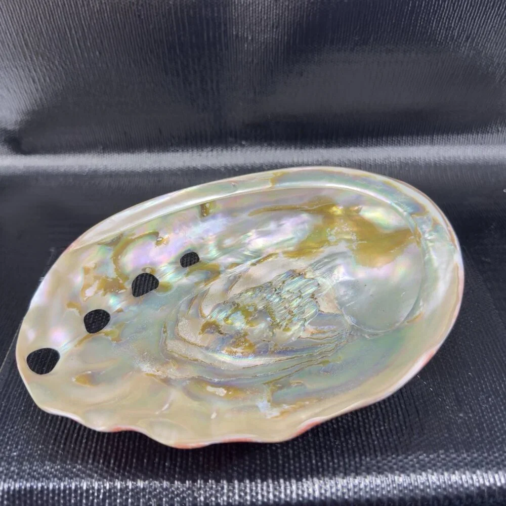 Abalone Shell natural abalone