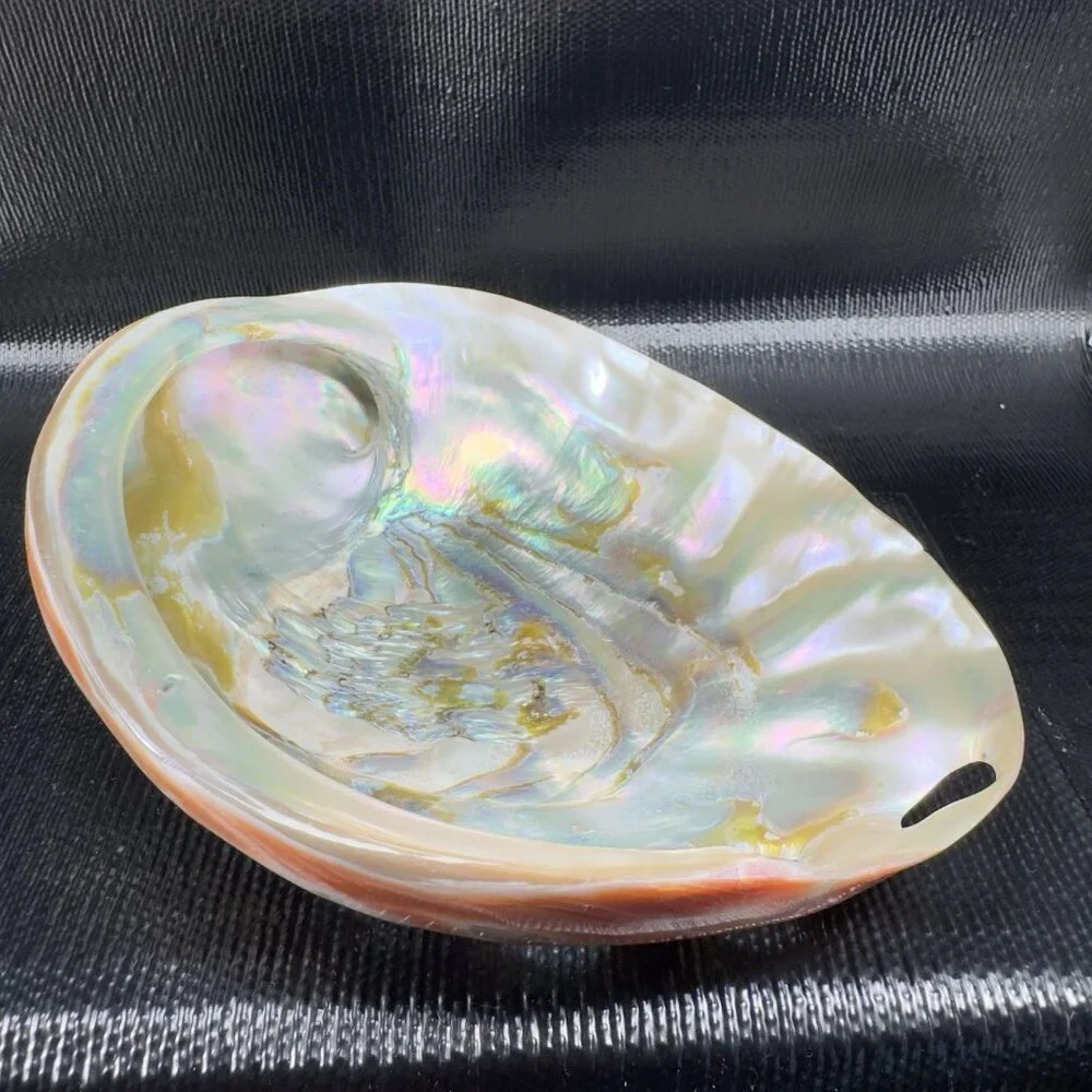 Abalone Shell natural abalone