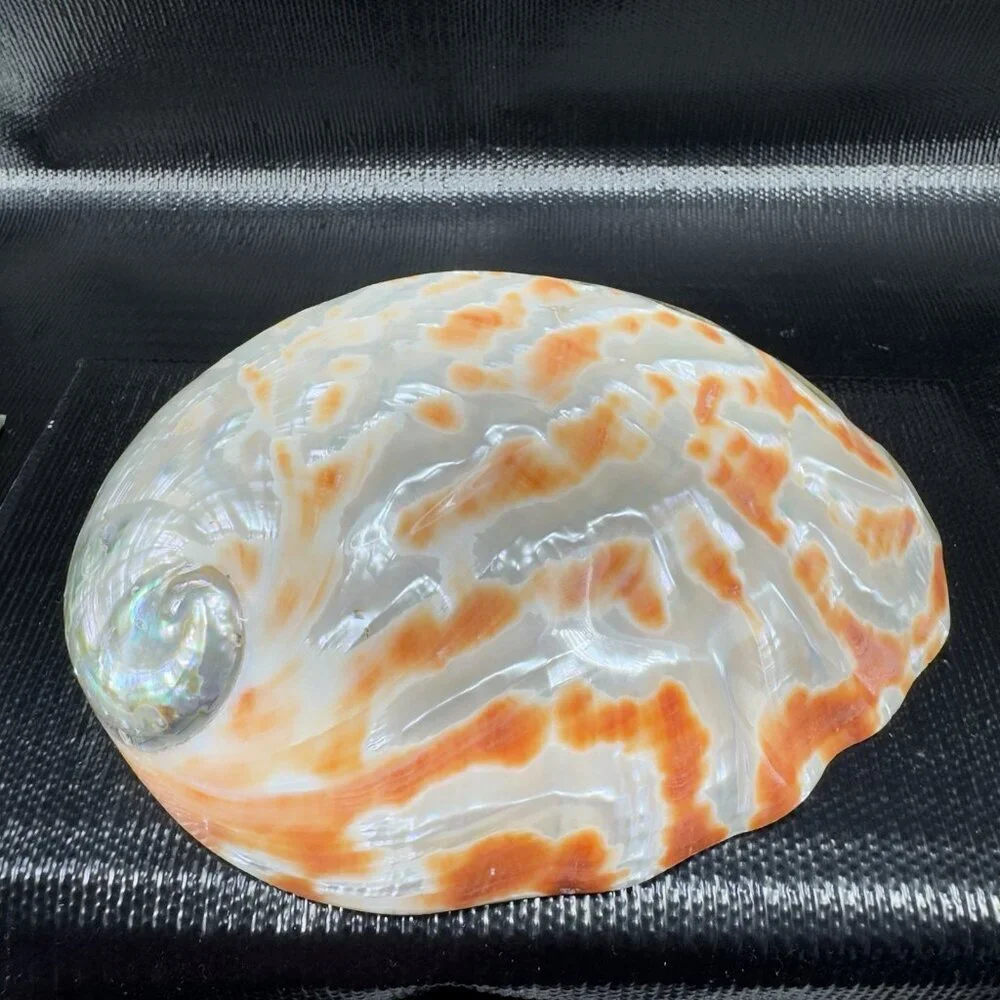 Abalone Shell natural abalone