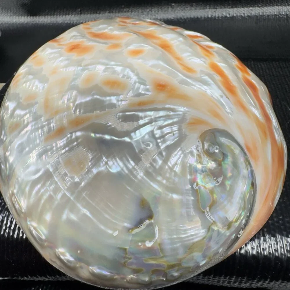 Abalone Shell natural abalone