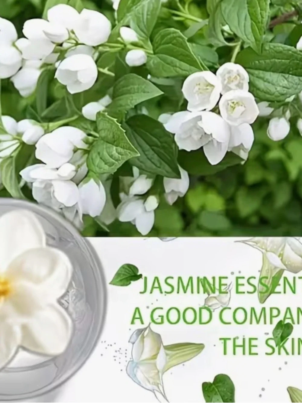 Rozino jasmine premium