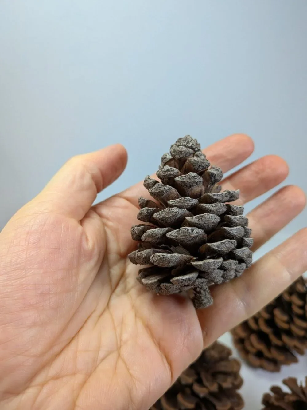N/A natural dried