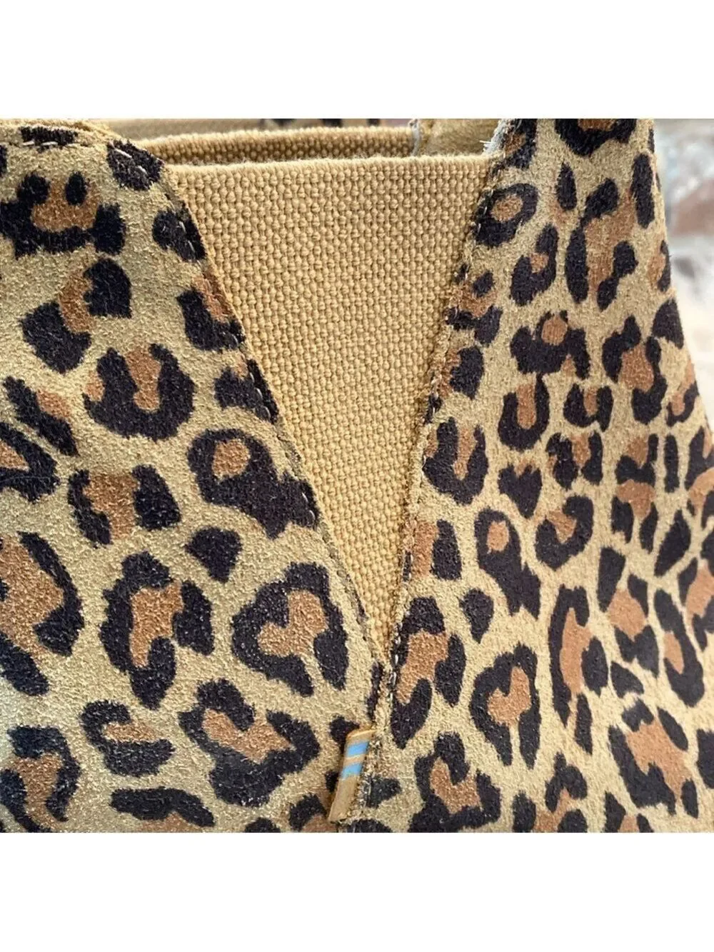 Toms leopard animal