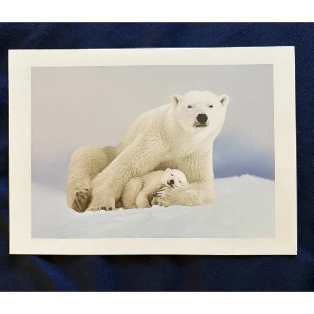 Generic Card with White Envelope and Blank Interior | Polar Bears design by EDF