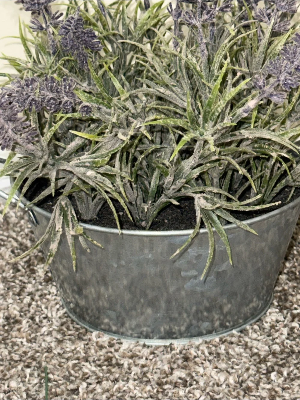N/A lavender plant